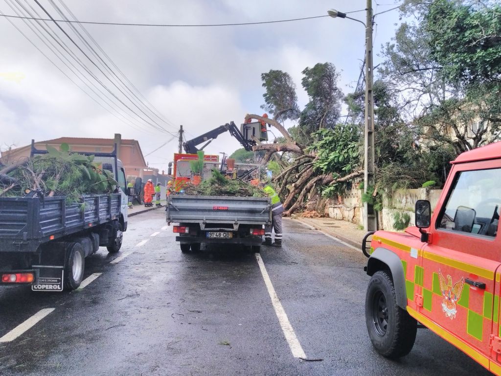 Queda de árvore danifica um carro e uma habitação